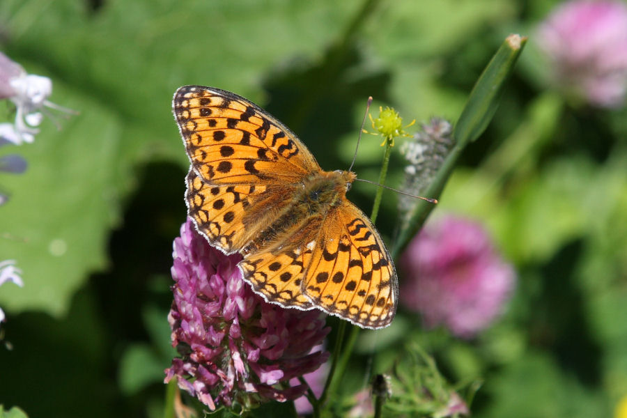 id. Argynnis